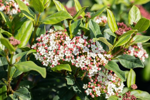 Viburnum tinus, Mix C7,5 - afbeelding 2