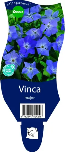 Vinca major