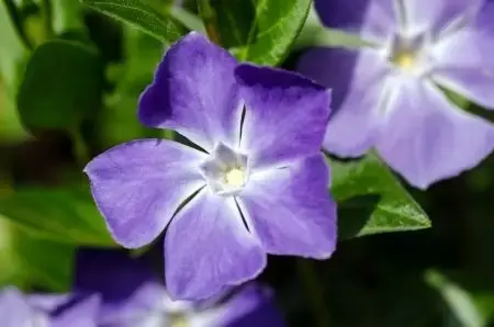 Vinca major Sixpack