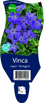 Vinca major 'Variegata'