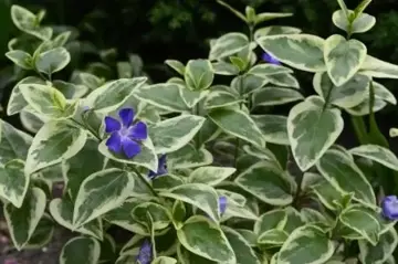 Vinca major 'Variegata' Sixpack