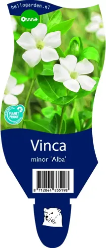 Vinca minor 'Alba'