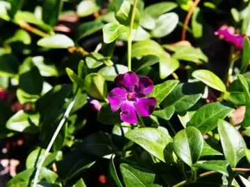 Vinca minor 'Atropurpurea' Sixpack