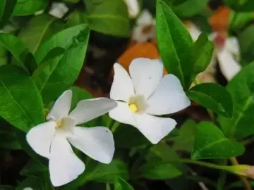 Vinca minor 'Gertrude Jekyll' Sixpack