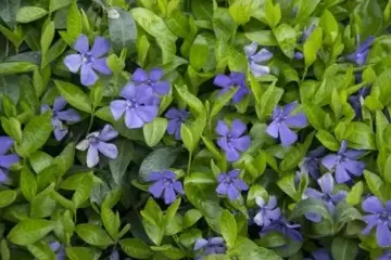 Vinca minor Sixpack