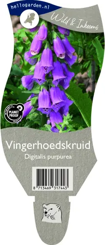 Vingerhoedskruid