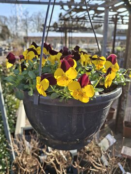 Violen Hangpot Mix - afbeelding 2