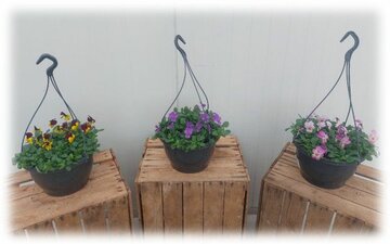 Violen Hangpot Mix - afbeelding 1