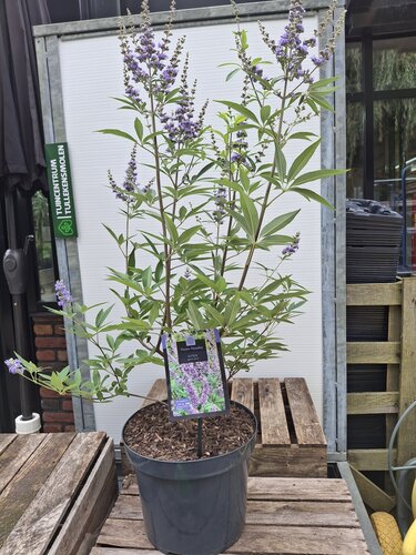 Vitex Agnus-castus - afbeelding 1