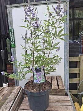 Vitex Agnus-castus - afbeelding 1