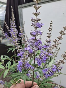 Vitex Agnus-castus - afbeelding 2