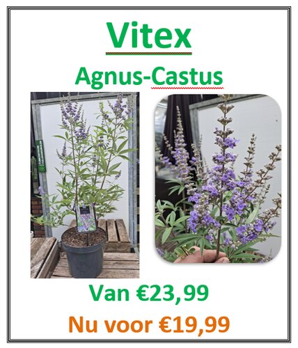 Vitex Agnus-castus - afbeelding 3