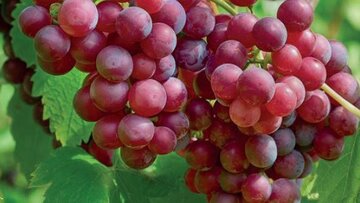 Vitis vinifera Katharina - afbeelding 2