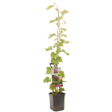 Vitis vinifera Katharina - afbeelding 1