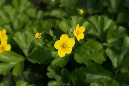 Waldsteinia ternata