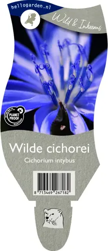 Wilde cichorei