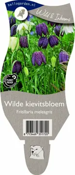 Wilde kievitsbloem