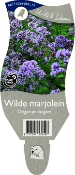 Wilde marjolein