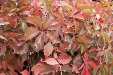 Parthenocissus quinquefolia