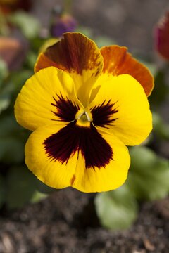 Winter Violen