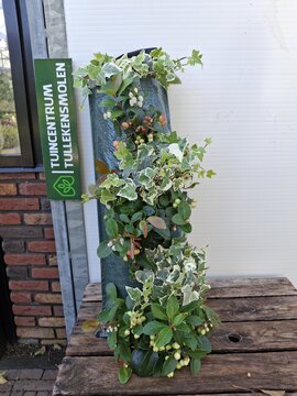 Winter Wandhanger Gaultheria Hedera - afbeelding 1