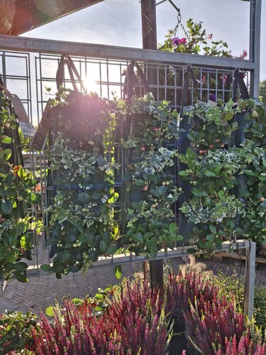 Winter Wandhanger Gaultheria Hedera - afbeelding 2