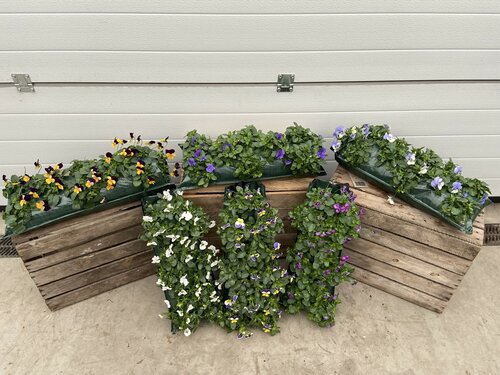 Winter Wandhanger Violen - afbeelding 3