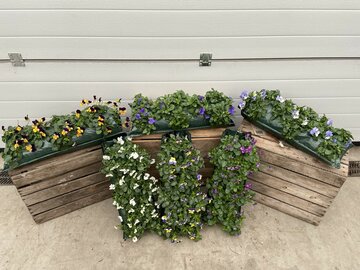 Winter Wandhanger Violen - afbeelding 3