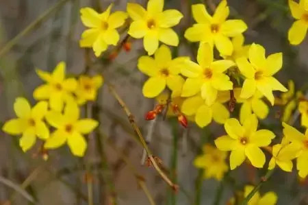 Jasminum nudiflorum