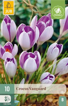X 10 CROCUS VANGUARD 7/8