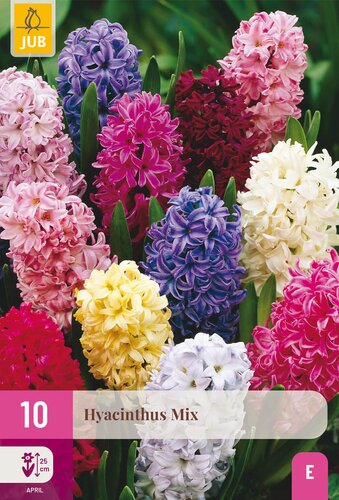 X 10 HYACINTHUS MIX 14/15