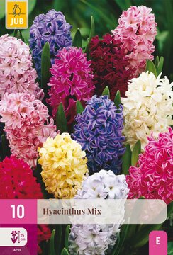 X 10 HYACINTHUS MIX 14/15