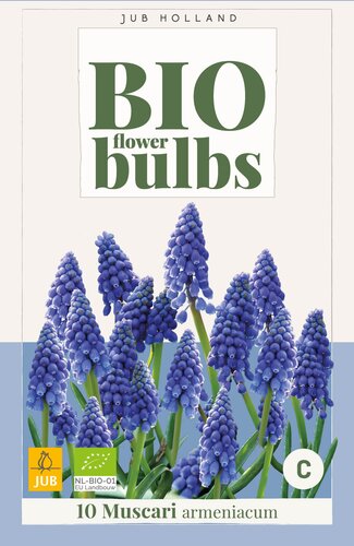 X 10 MUSCARI ARMENIACUM - BIO 7/+