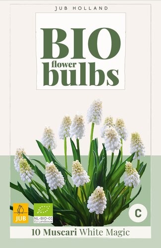 X 10 MUSCARI WHITE MAGIC - BIO 6/7