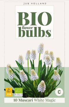 X 10 MUSCARI WHITE MAGIC - BIO 6/7