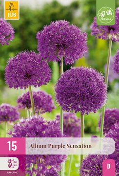 X 15 ALLIUM PURPLE SENSATION 10/12