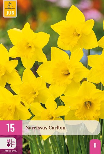 X 15 NARCISSUS CARLTON 12/14