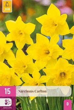 X 15 NARCISSUS CARLTON 12/14