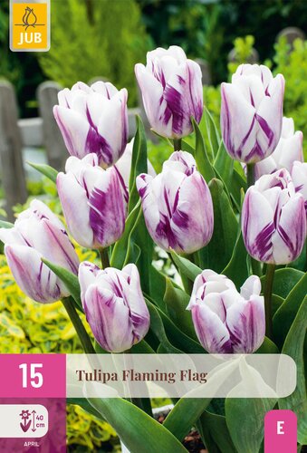 X 15 TULIPA FLAMING FLAG 11/12