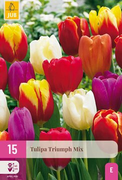 X 15 TULIPA TRIUMPH MIX 11/12