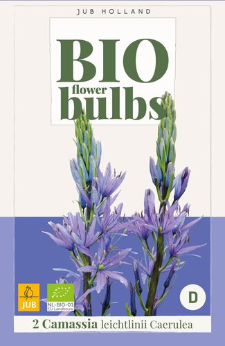 X   2 CAMASSIA LEICHTLINII CAERULEA - BIO 14/+