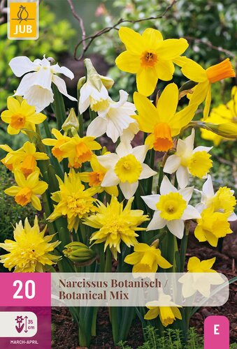 X 20 NARCISSUS BOTANISCH MIX 10/12