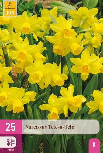 X 25 NARCISSUS  TETE-A-TETE 10/11