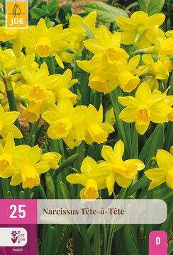 X 25 NARCISSUS  TETE-A-TETE 10/11