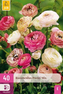 X 40 RANUNCULUS PASTEL MIX  VJ-NJ 5/6