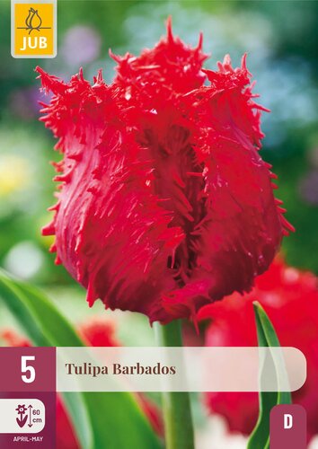 X   5 TULIPA BARBADOS 12/+