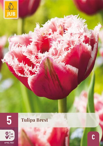 X   5 TULIPA BREST 12/+