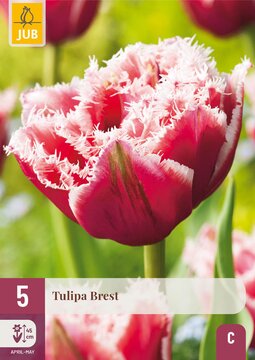 X   5 TULIPA BREST 12/+