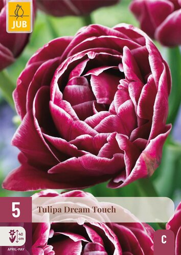 X   5 TULIPA DREAM TOUCH 11/12