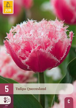 X   5 TULIPA QUEENSLAND 11/12